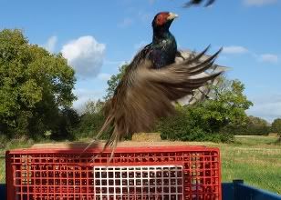 Flyingpheasant.jpg