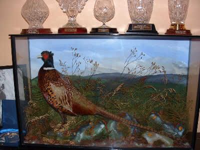 Pheasantinglass.jpg