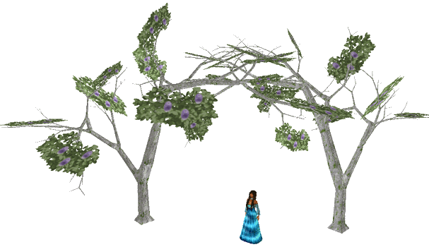 Banora White (Dumbapple) Tree