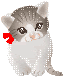 Icon MSN Cat