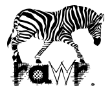 zebra Pictures, Images and Photos