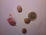 photo Hypoderma diana_larvas.jpg