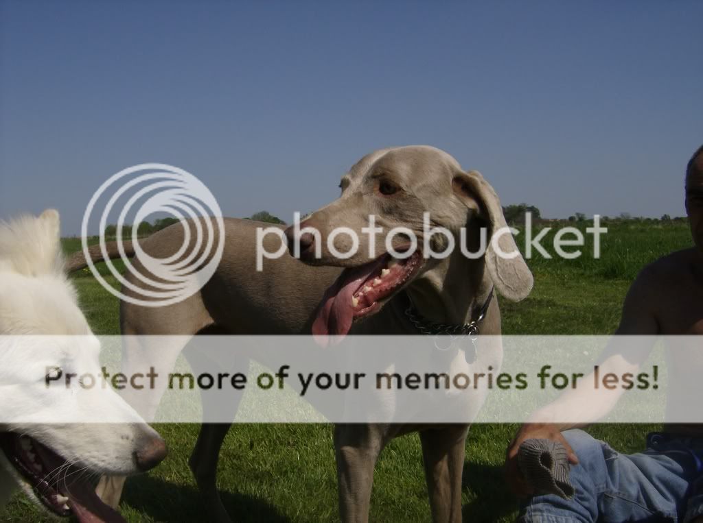 weimaraner dog